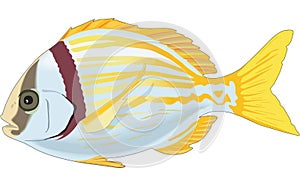 Porkfish Swimming Illustration