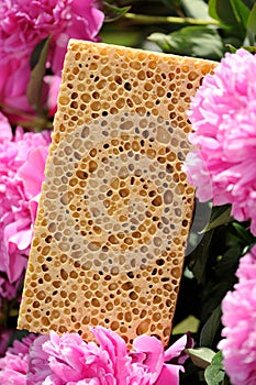 Porous Sponge and Pink Peony Flowers