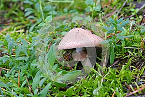 a group of grey veiled amanita (Amanita porphyria) mushrooms in