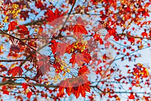 Porphyry color- scenic autumn outdoor. Autumn leaves. Soft focus- autumnal mood