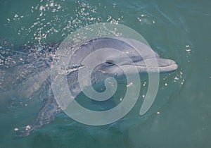 Porpoise