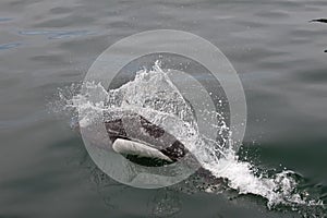 Porpoise breaching ocean