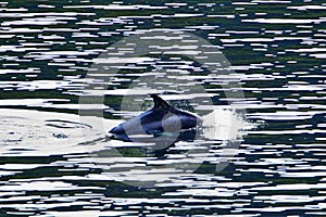 Porpoise in Kval Sound, connecting island of Kvaloya and Kvalsund, Finnmark County