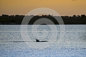 Porpoise swims in a river at sunset