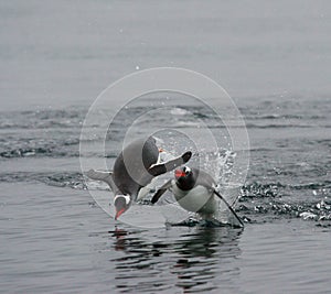 Porpoising Penguins