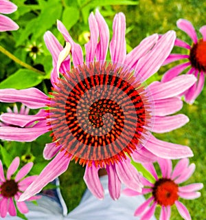 Porpur-Sonnenhut or more commonly known as Purple Coneflower