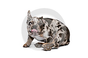 Porrait of cute dog, French Bulldog puppy with funny muzzle isolated over white studio background