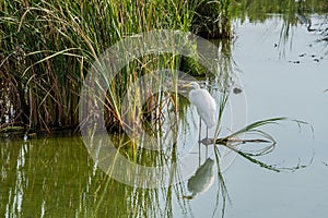 Port Aransas, Texas - birds photo