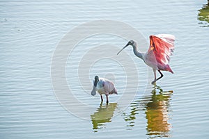 Port Aransas, Texas - birds photo