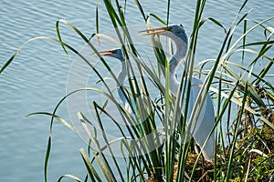 Port Aransas, Texas - birds photo