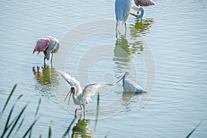 Port Aransas, Texas - birds photo