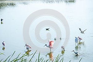 Port Aransas, Texas - birds photo