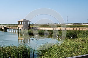 Port Aransas, Texas - birds photo