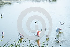 Port Aransas, Texas - birds photo