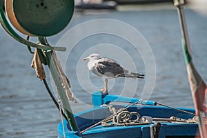 Port boat ship seagull, Tuscany, Marina di Grosseto, Castiglione Della Pescaia, Italy