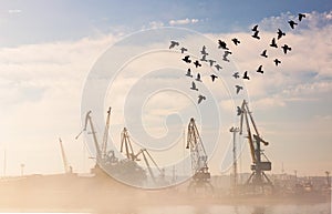Port cranes in fog in day light