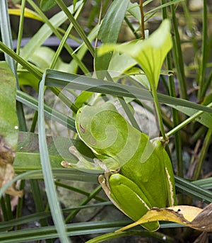 Port Douglas Green Tree Frog on a leaf