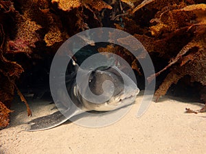 Port Jackson shark