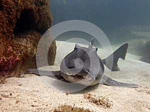 Port Jackson shark