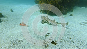 Port Jackson Shark swims along the seabed