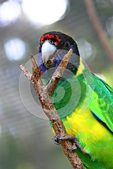 Port Lincoln Parrot no. 2