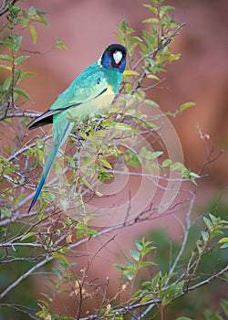 Port Lincoln Parrot at Ormiston Gorge, Northern Territory