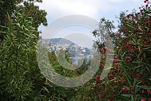 Port of Nice, Promenade des Anglais, vegetation, ecosystem, flora, plant