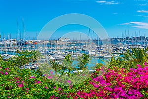 Port of Palma de Mallorca viewed  through flowers, Spain