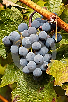 Port Wine Grapes on Vineyard