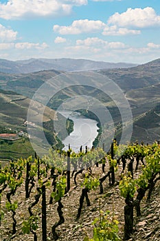 Port wine vineyards landscape