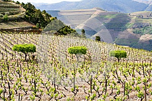 Port wine vineyards landscape