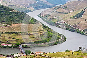 Port wine vineyards landscape