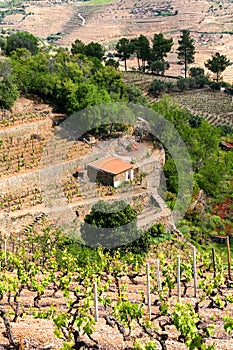 Port wine vineyards landscape and an old house in Douro region slopes