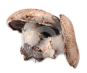 Portabella mushroom