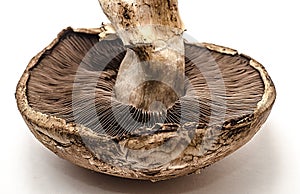 Portabella Mushroom Cap - Close up.
