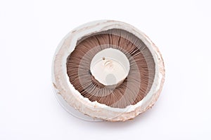 Portabello Mushroom photo