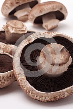 Portabello mushroom photo
