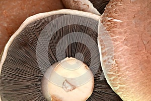 Portabello Mushrooms photo