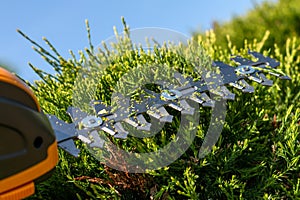 A portable hedge trimmer cutting green branches outdoors