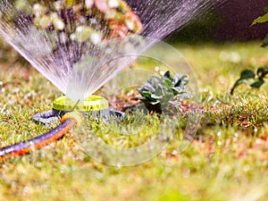 A portable sprinkler pours lawn and flowers in a summer garden saving plants from midday heat