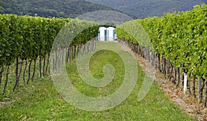 Portable toilets in a vineyard