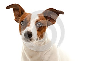 Portait of an Adorable Jack Russell Terrier