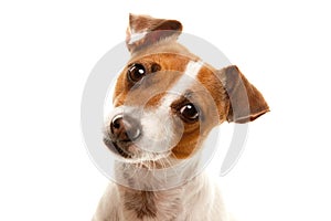 Portait of an Adorable Jack Russell Terrier