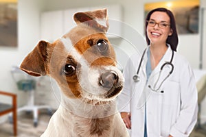 Portait of an Adorable Terrier In Office With Female Hispanic Veterinarian Behind photo