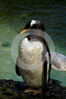 Portait of adult penguin
