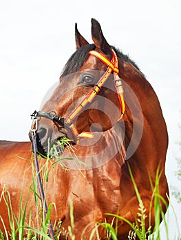 Portait of amazing breed stallion photo