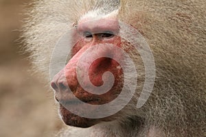 Portait of a baboon