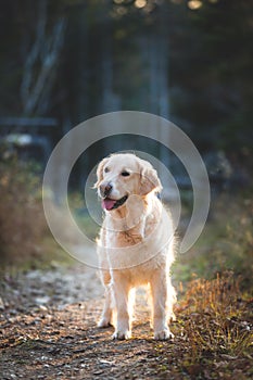 Portait of beautiful golden retriever dog standing in the mysterious autumn forest at sunset in cold weather