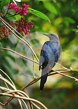 Portait bird red-winged starling, black bird in nature