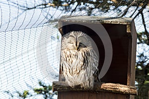 Portait of a Captive Ural Owl Perched on the Entrance to its Hid